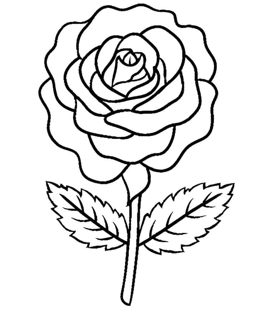 Desenhos de Rosa Simples para Colorir e Pintar