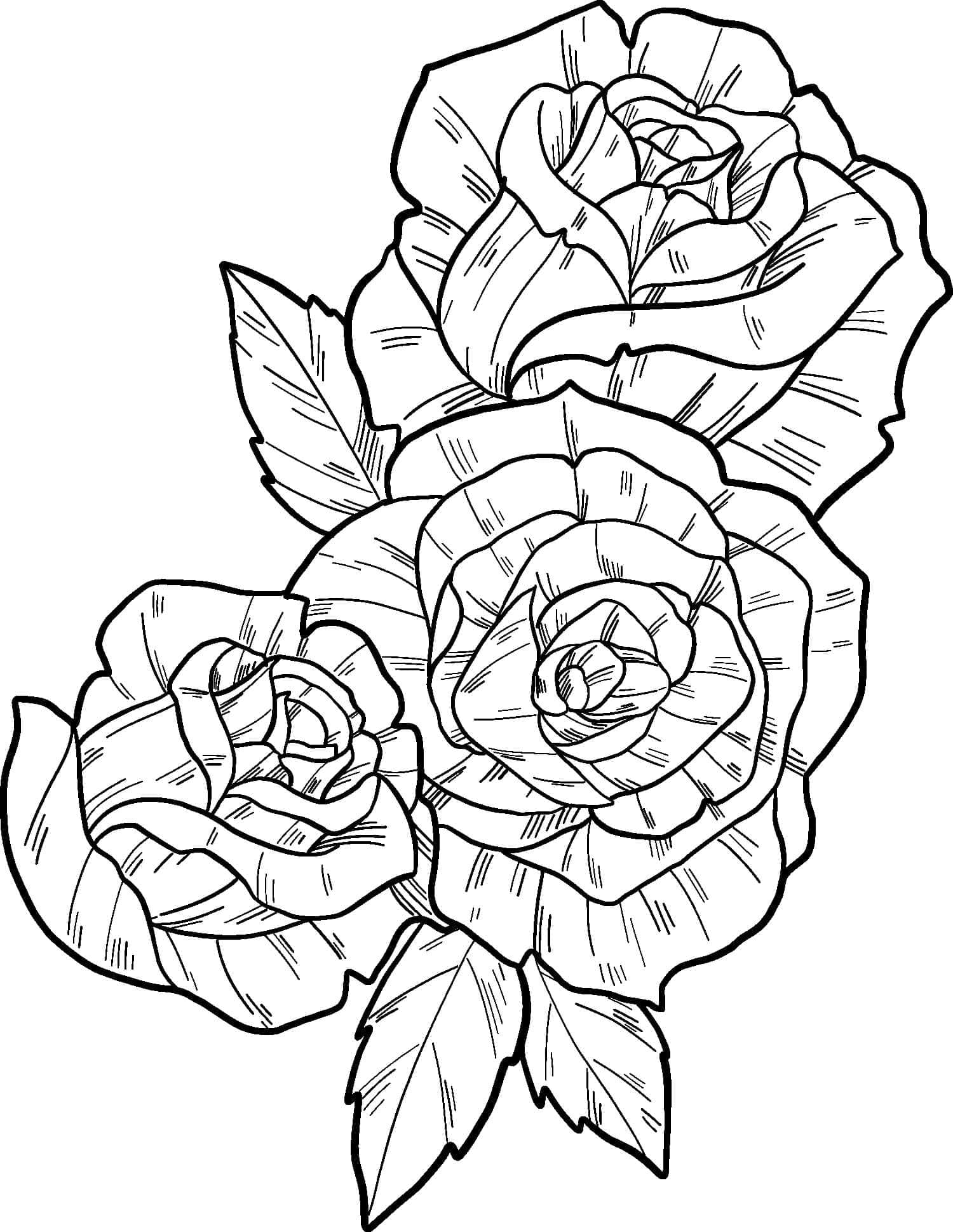 Desenhos de Rosas para Colorir e Pintar