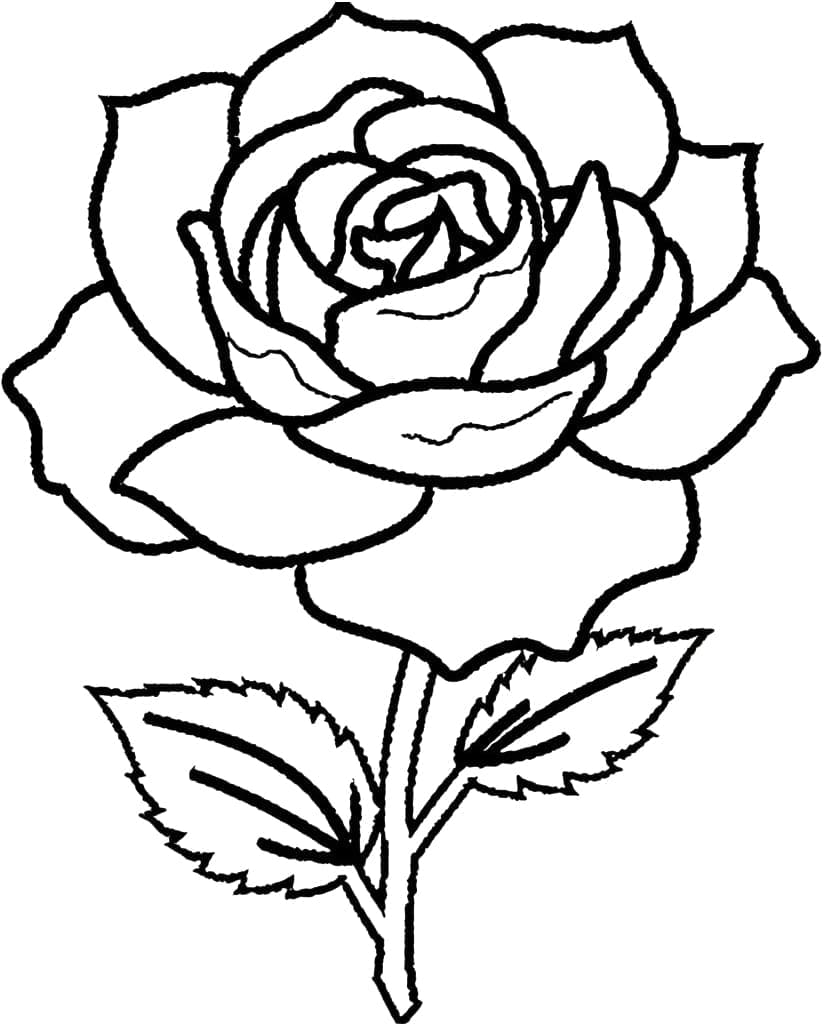 Desenhos de uma Bela Rosa para Colorir e Pintar