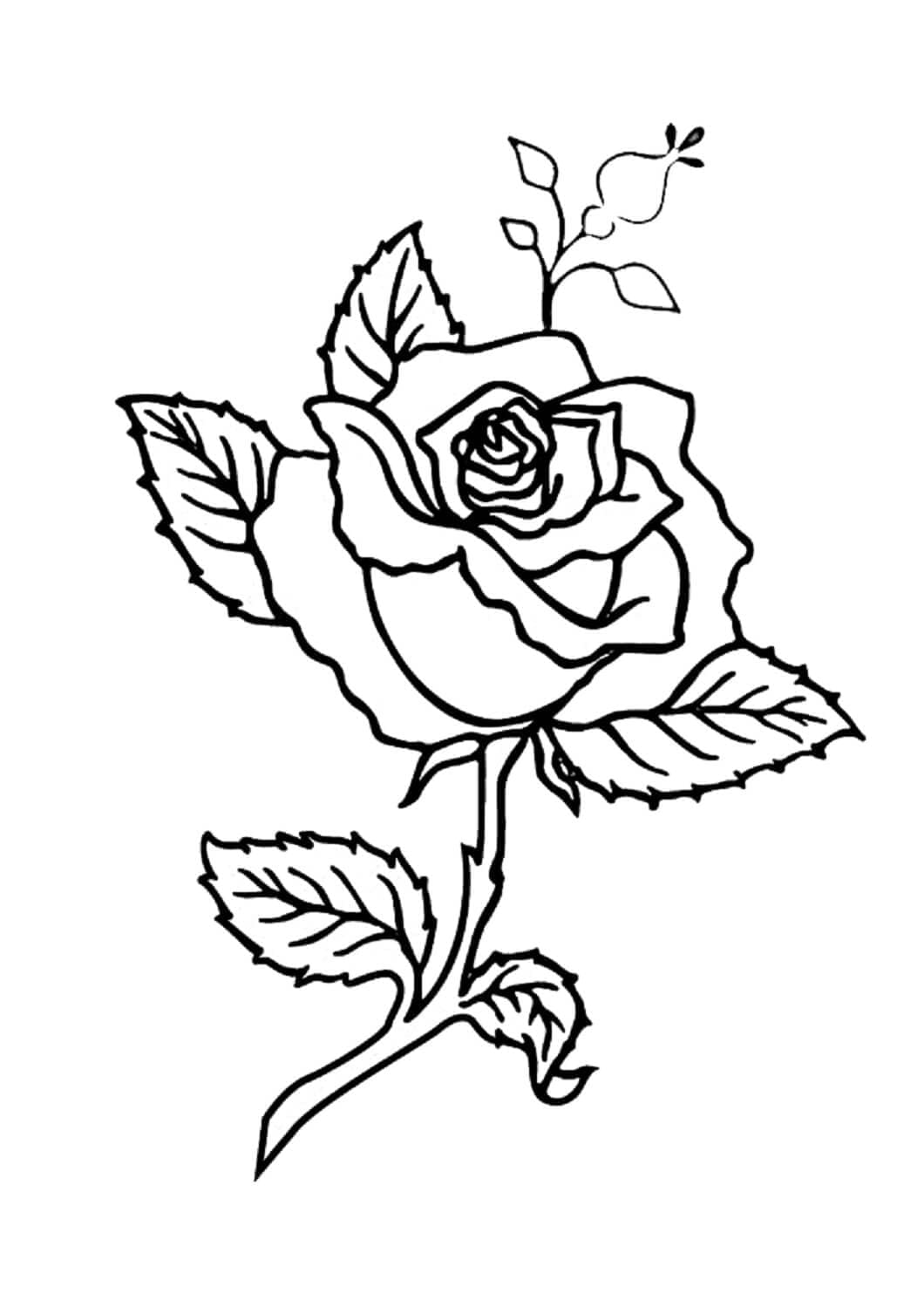 Desenhos de uma Rosa para Colorir e Pintar