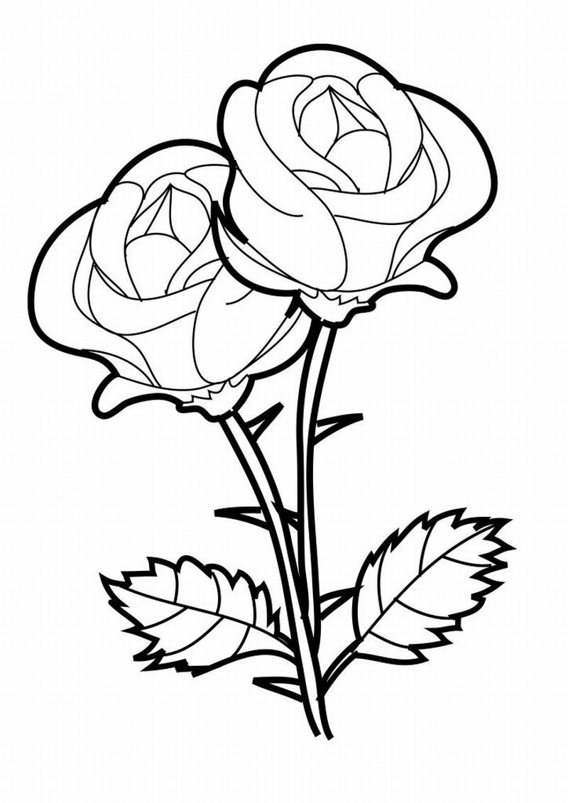Desenho de Duas Lindas Rosas para Baixar e Pintar Grátis