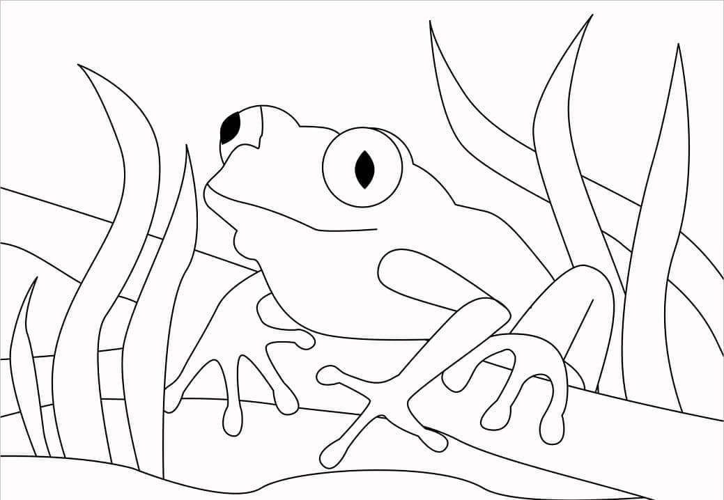 Desenho de Sapo Normal para Colorir e Pintar