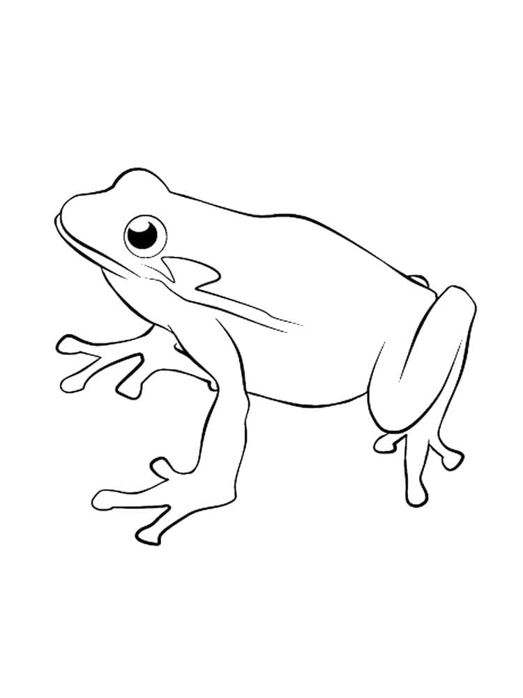 Desenho de um Sapo Normal para Colorir e Pintar