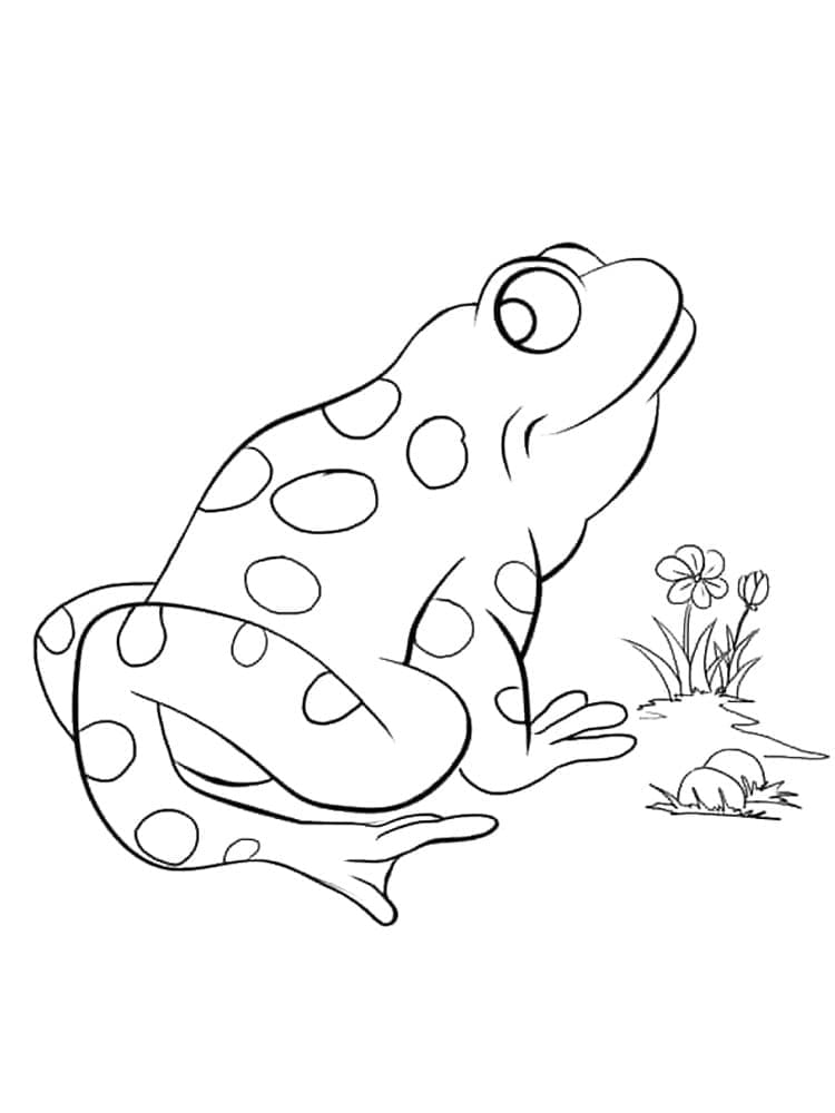 Desenho de um Sapo para Colorir e Pintar