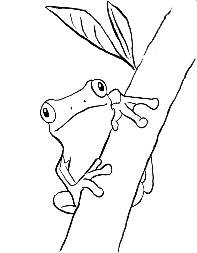 Desenho de Sapo em Árvore para Colorir de Graça e Pintar