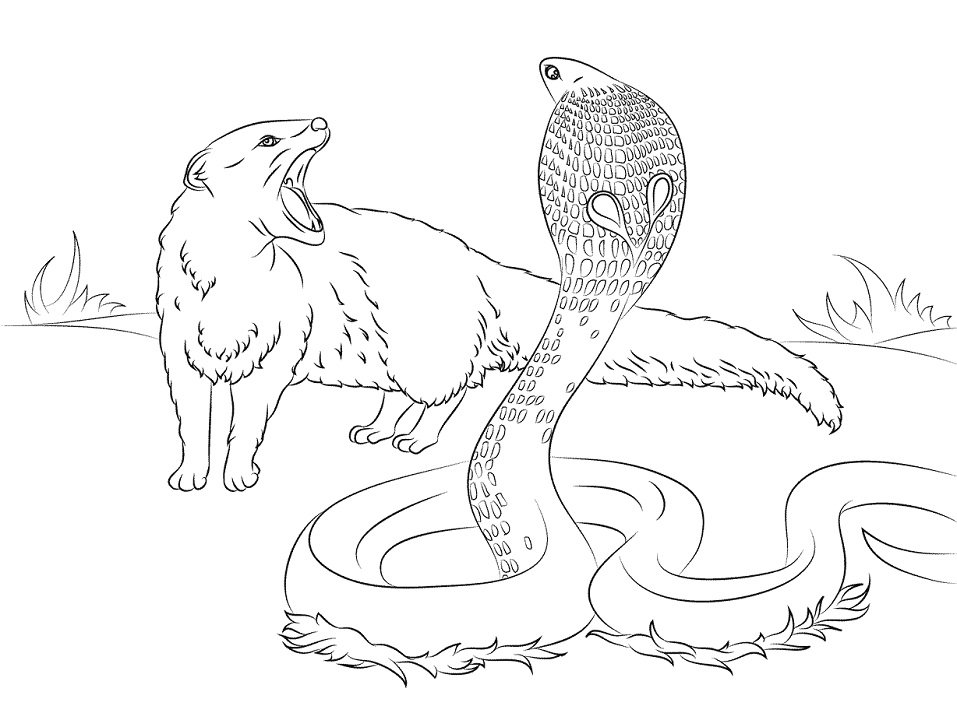 Desenho de Serpente para Colorir Download e Pintar