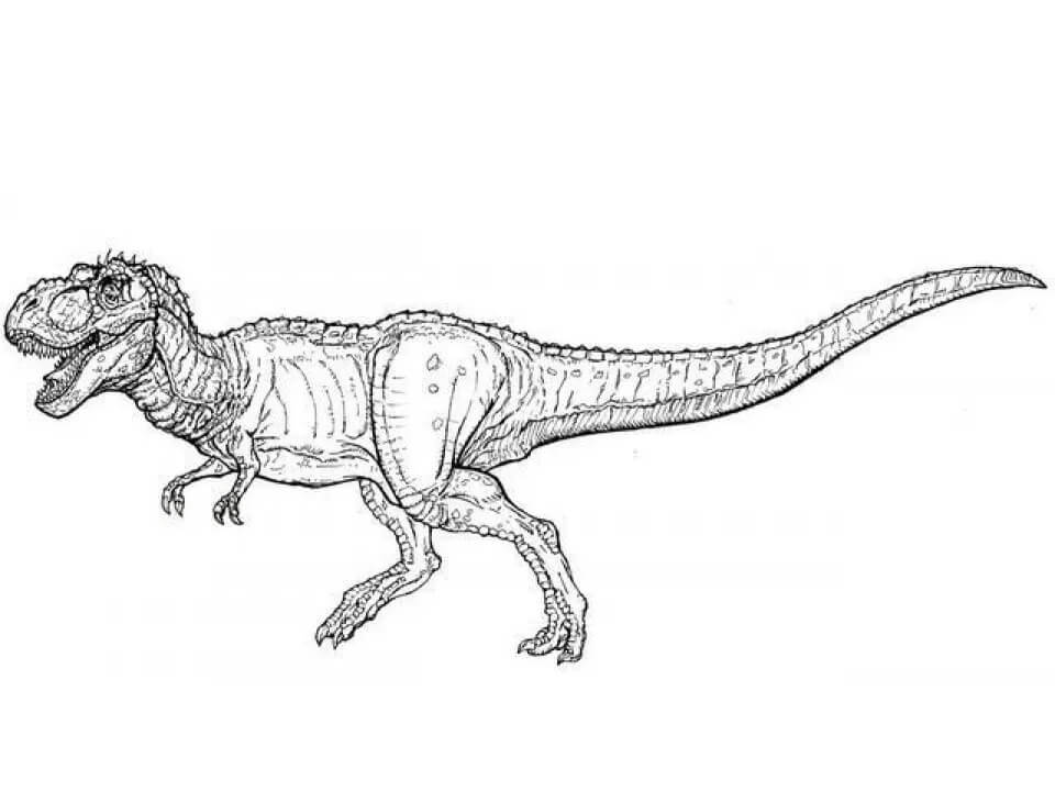 Desenho de Tiranossauro Rex Download Pdf para Colorir e Pintar