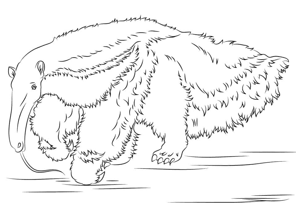 Desenho de o Tamanduá para Colorir e Pintar