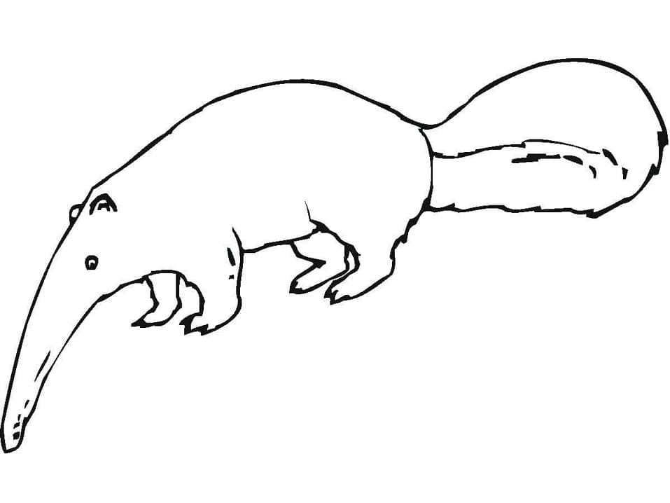 Desenho de Tamanduá Fácil para Colorir e Pintar