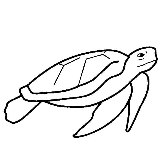 Desenho de Tartaruga Marinha Fácil para Colorir e Pintar
