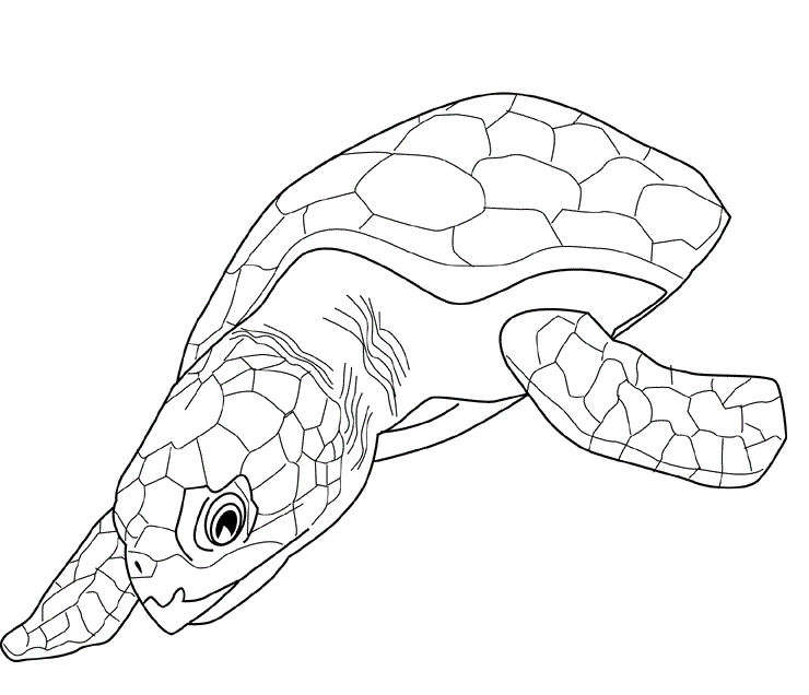 Desenho de Tartaruga para Colorir Download e Pintar