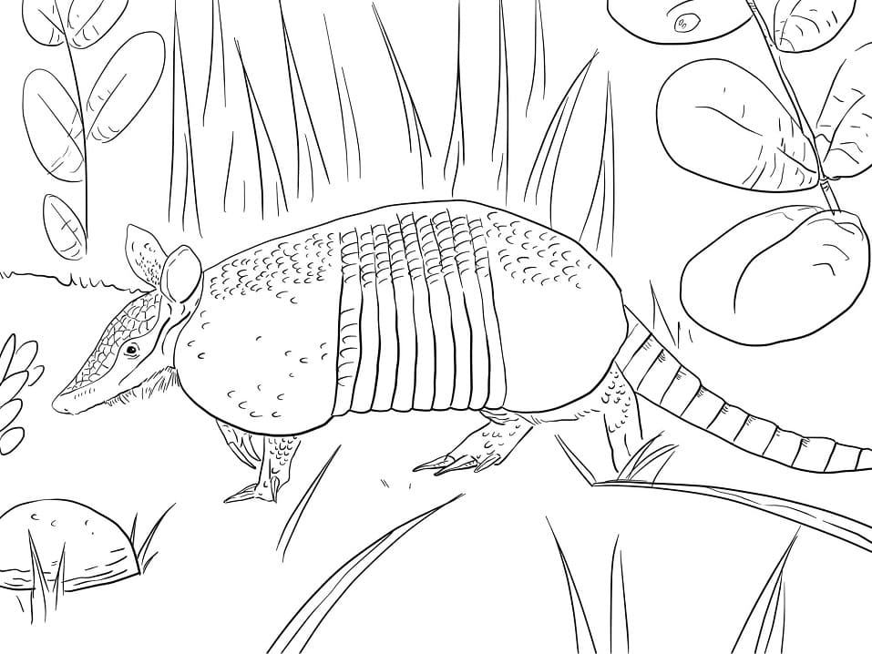 Desenho Grátis de Tatu Galinha para Pintar