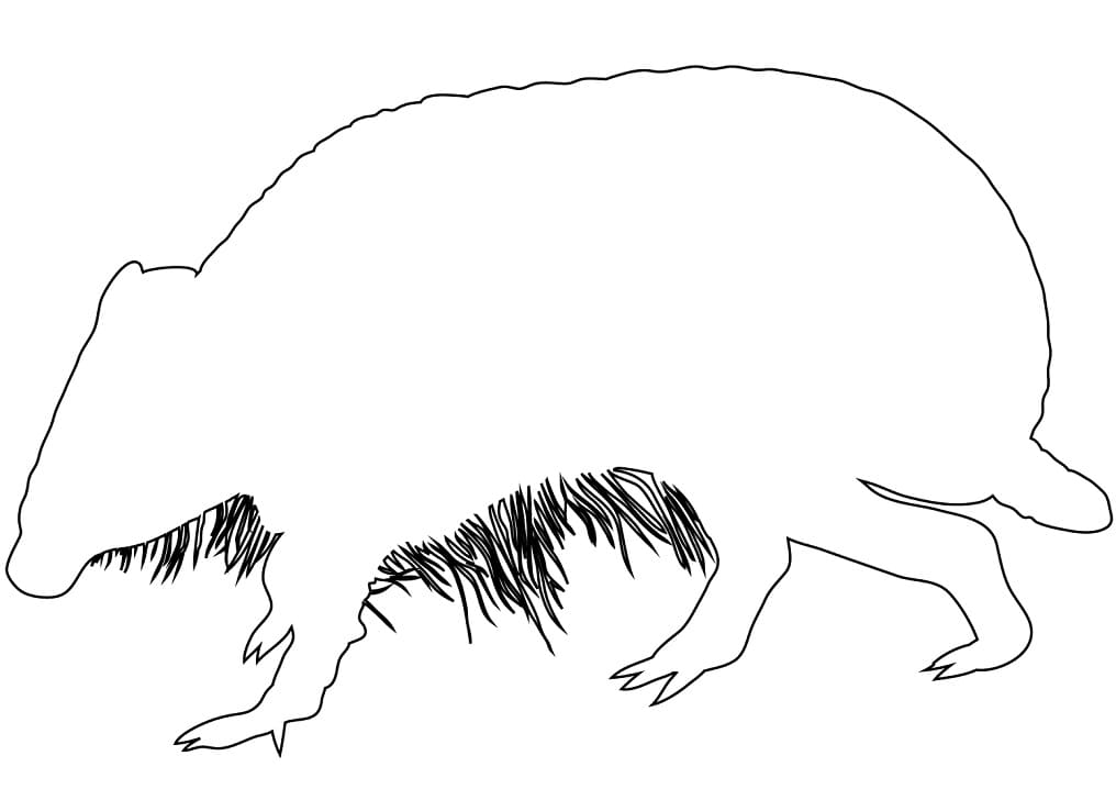 Desenho Pdf de Contorno de Tatu para Colorir e Pintar