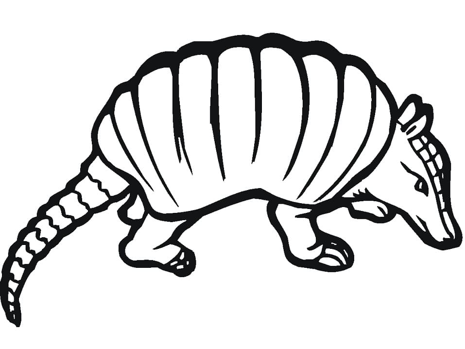 Desenho Tatu Concentrado para Colorir e Pintar