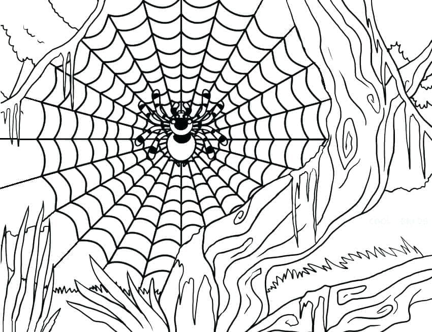 Desenho de Bela Teia de Aranha de Halloween para Colorir e Pintar