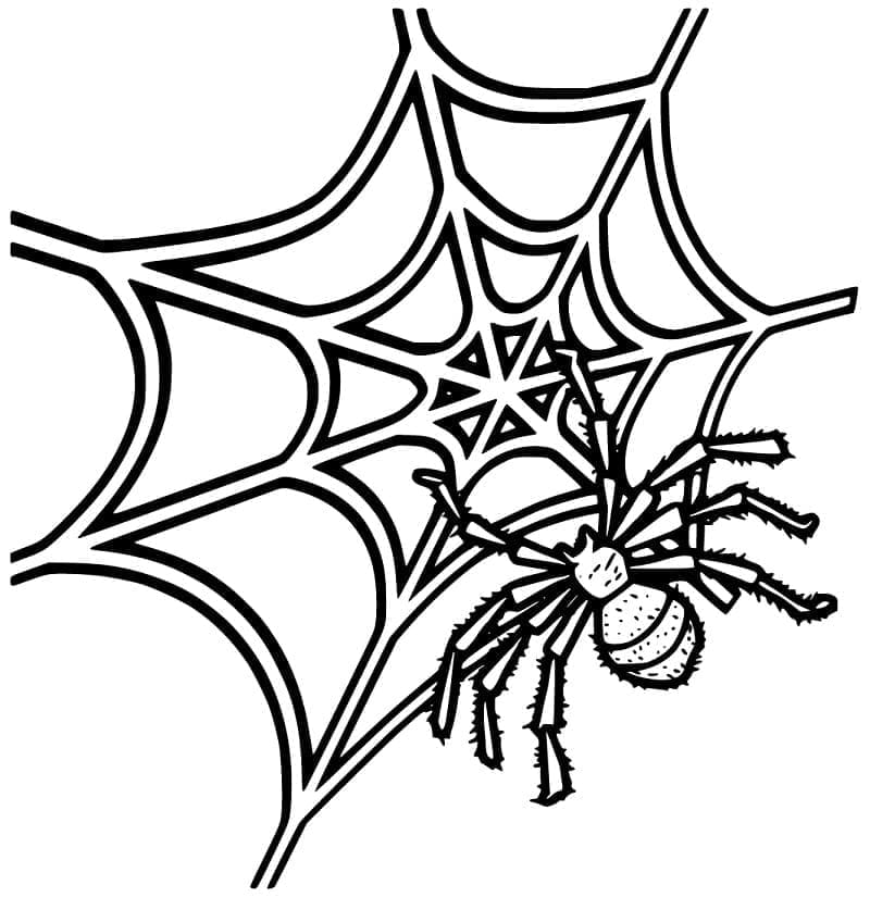 Desenho de Imagem de Teia de Aranha para Colorir e Pintar