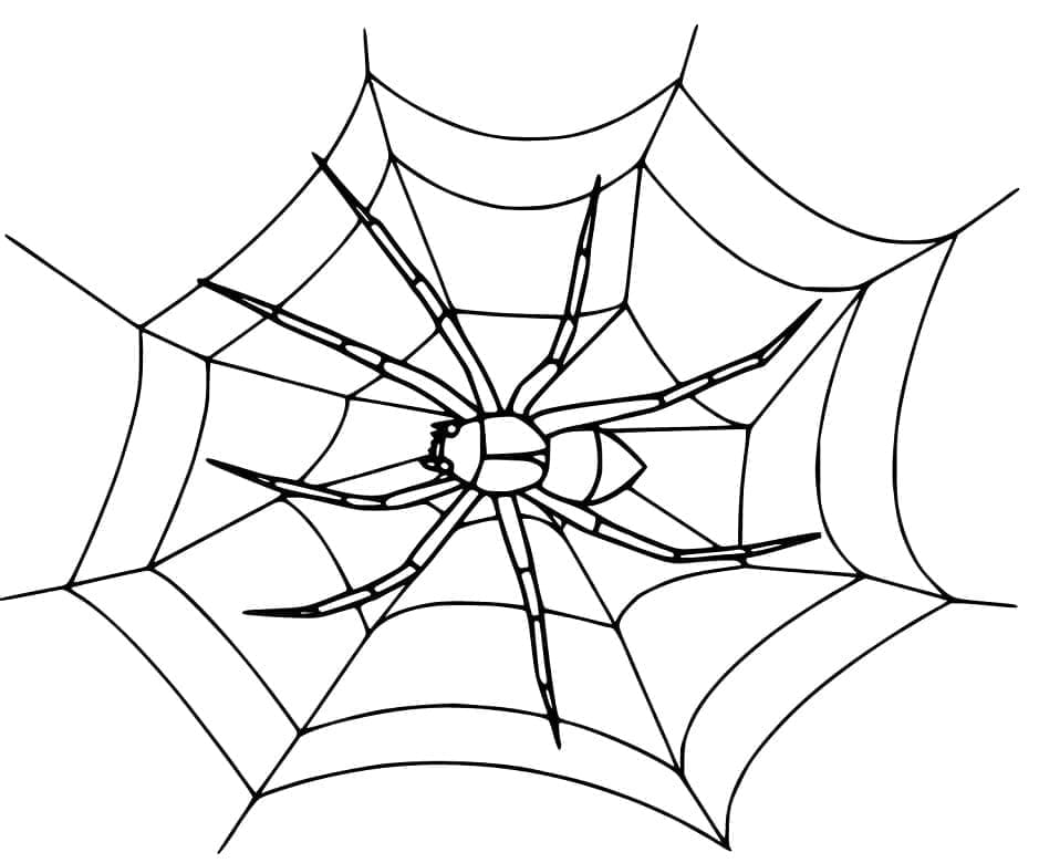 Desenho de Imprimivel Teia de Aranha para Colorir e Pintar