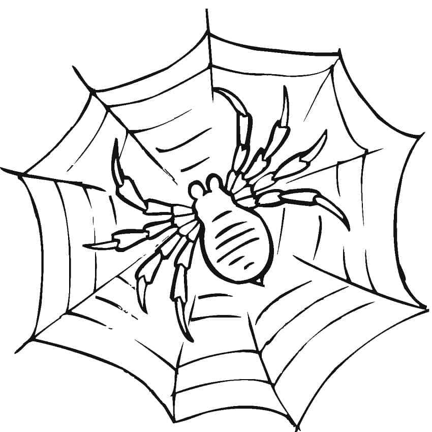 Desenho de Teia de Aranha 4 para Colorir e Pintar
