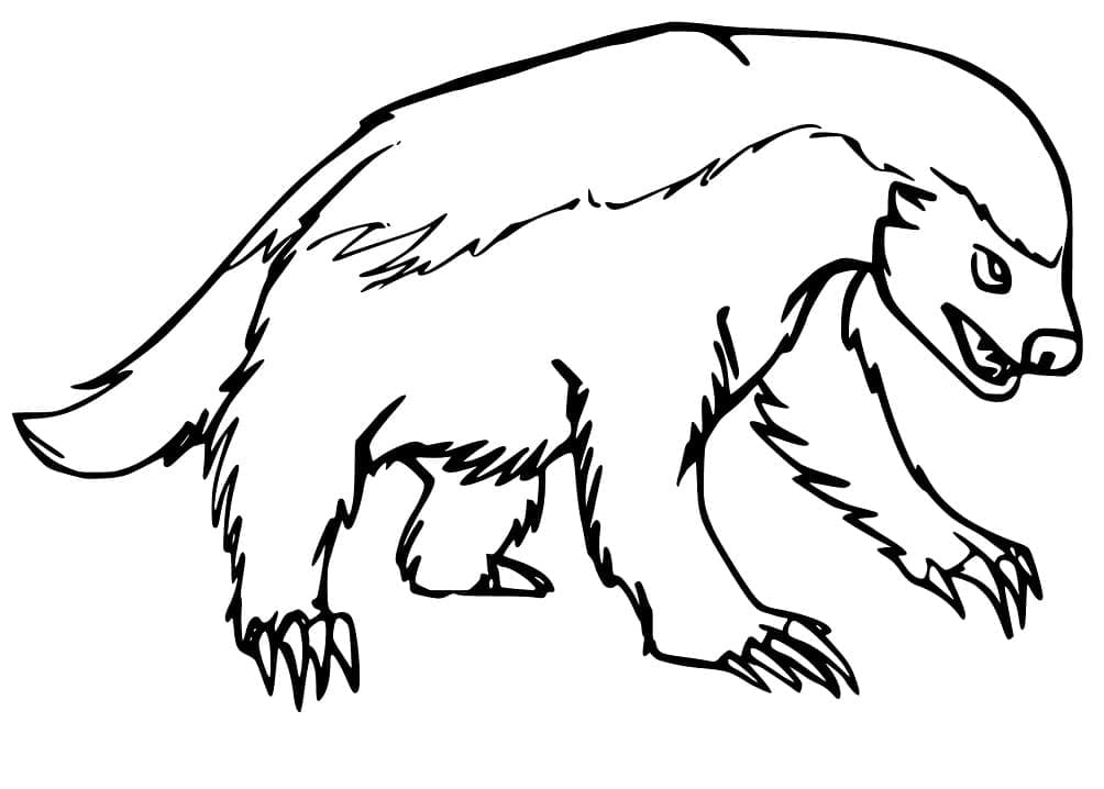 Desenho de Texugo Selvagem para Colorir e Pintar