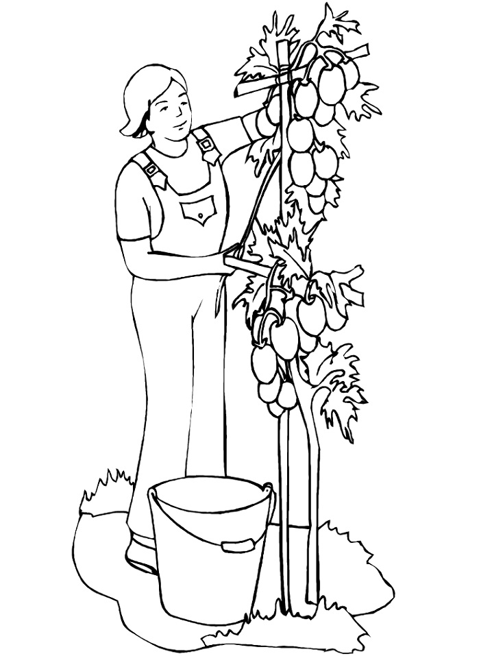 Desenho de Tomate Download para Colorir e Pintar