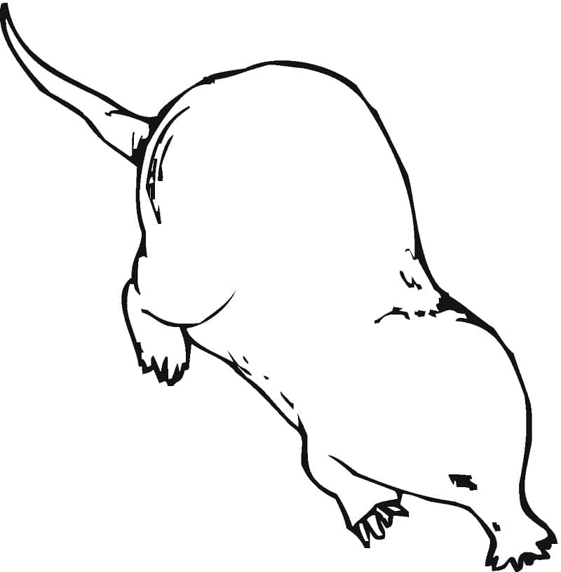 Desenho de Toupeira em Pdf para Colorir Gratuitamente e Pintar