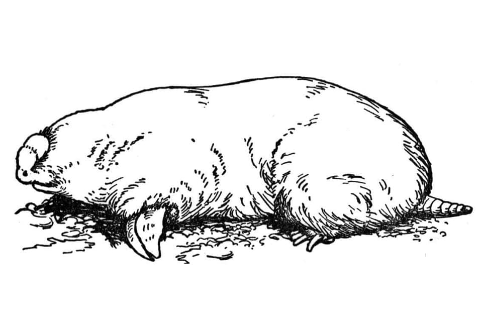 Desenho de Toupeira Realista para Colorir e Pintar