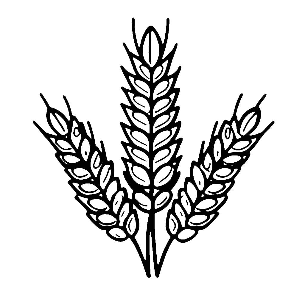 Desenho de Trigo Fácil para Colorir e Pintar