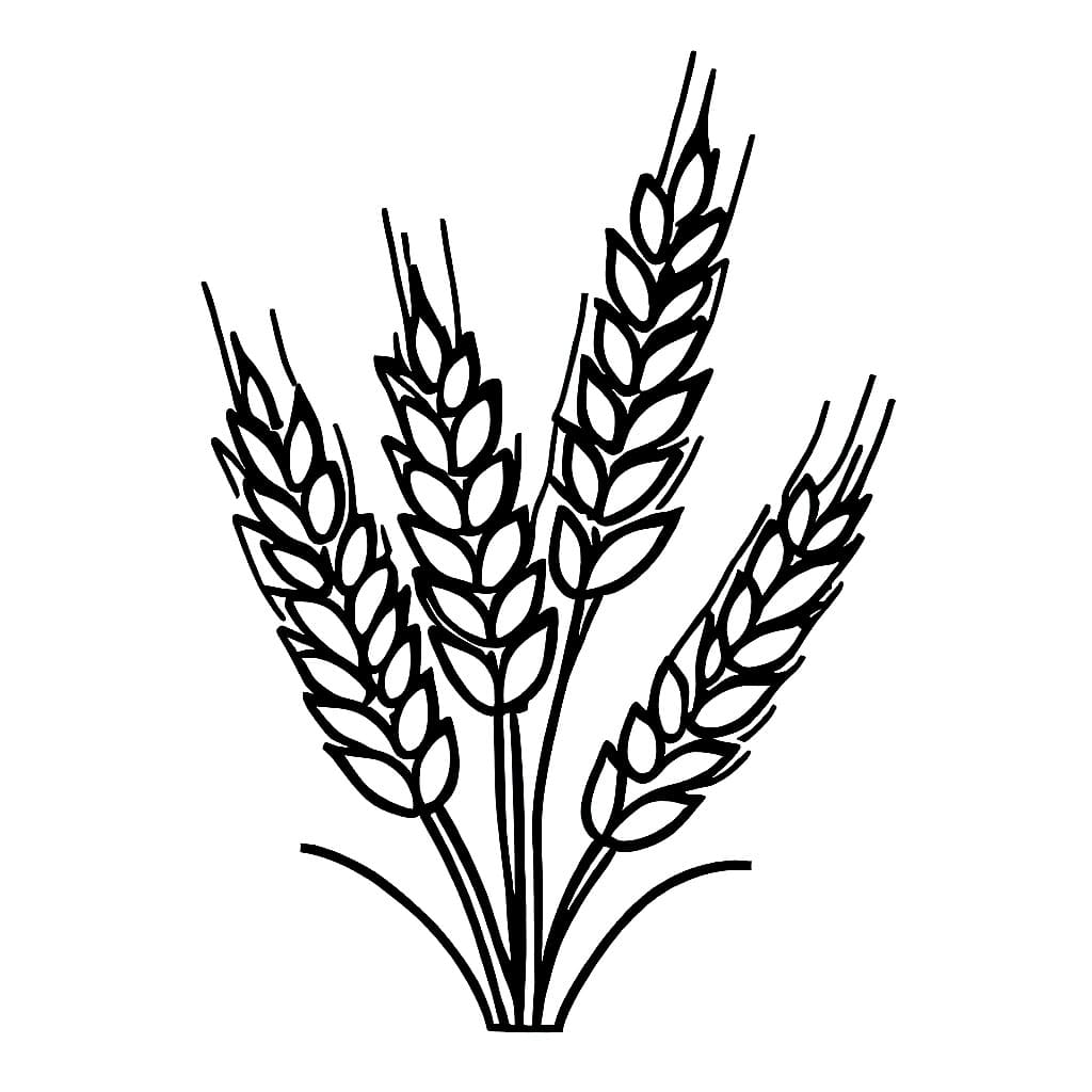 Desenho de Trigo Grátis para Colorir e Pintar