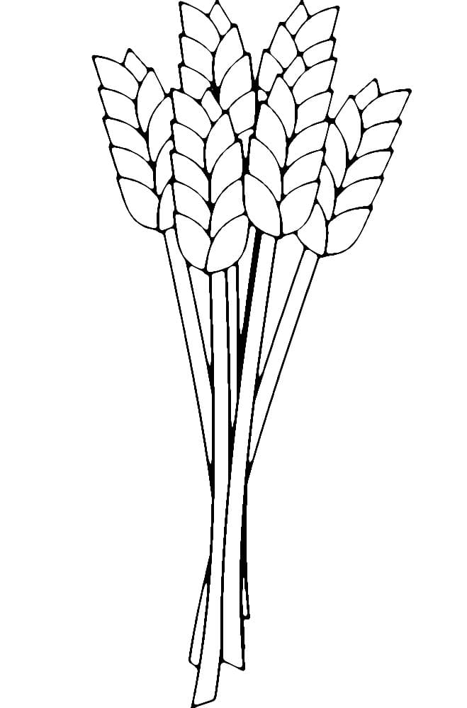 Desenho de Trigo Grátis para Crianças para Colorir e Pintar