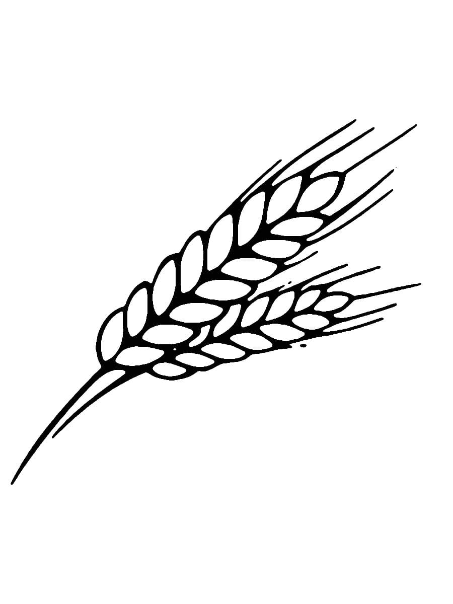 Desenho de Trigo para Colorir Pdf Grátis e Pintar