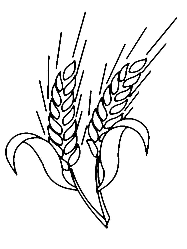 Desenho de Trigo para Crianças para Colorir e Pintar