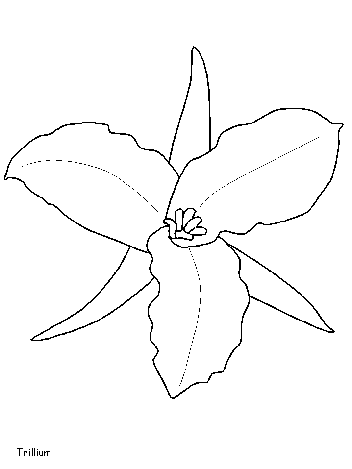Desenho de Trillium para Colorir e Imprimir Pdf e Pintar