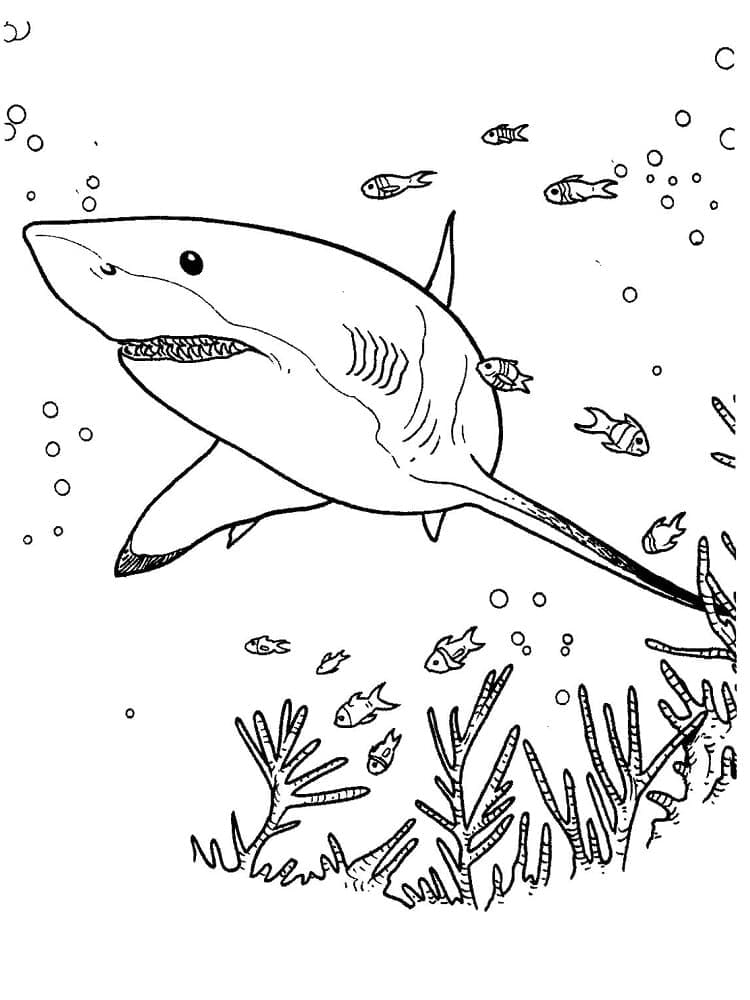 Desenho de um Tubarão Nadador para Colorir e Pintar