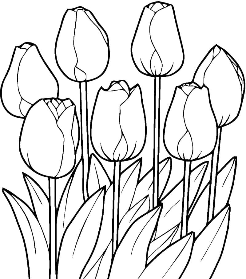 Desenho de Grátis Tulipa para Colorir e Pintar