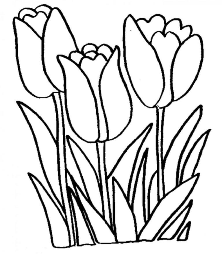 Desenho de Tulipa Imprimivel Grátis para Colorir e Pintar
