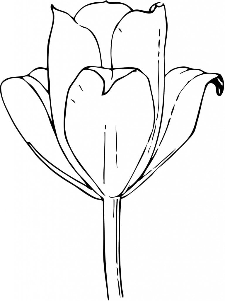 Desenho de Tulipa para Crianças para Colorir e Pintar