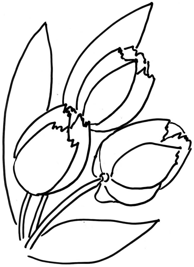 Desenho de Flor Tulipa para Colorir Download e Pintar