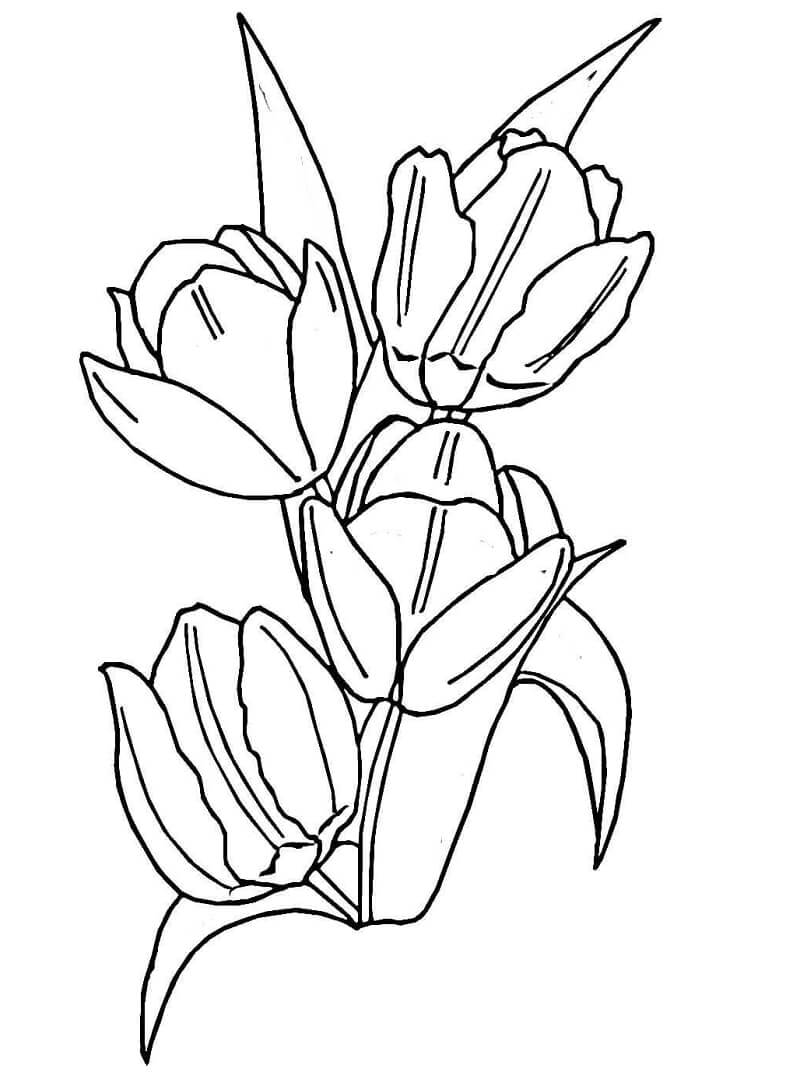 Desenho de Flor Tulipa para Imprimir Pdf Grátis e Pintar