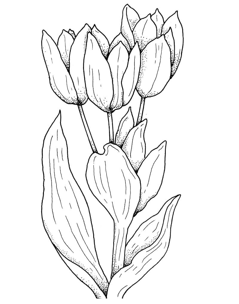 Desenho de Flor Tulipa para Pintar Pdf Grátis