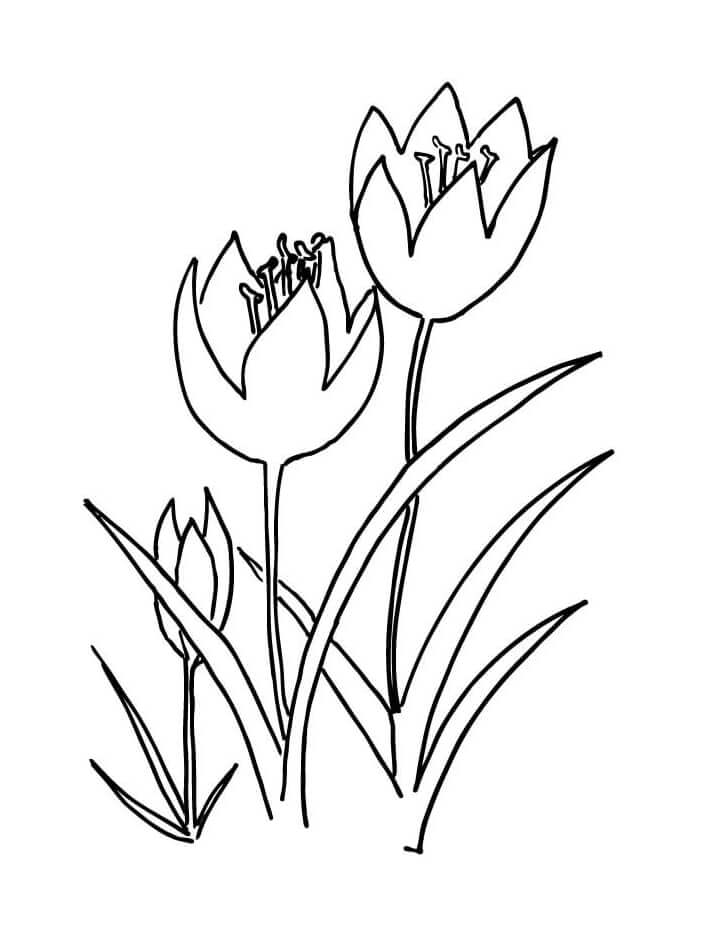 Desenho de Flor Tulipa Pdf para Imprimir e Colorir e Pintar