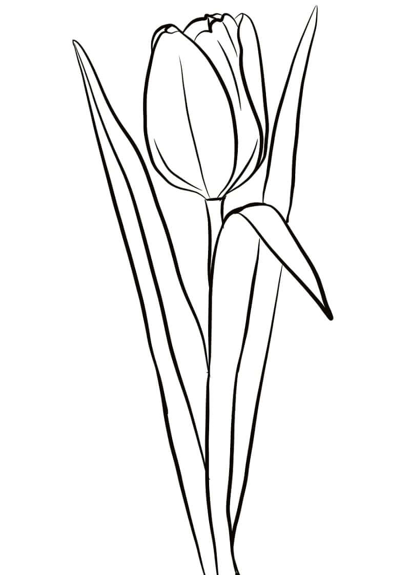 Desenho de Tulipa Download para Colorir e Pintar