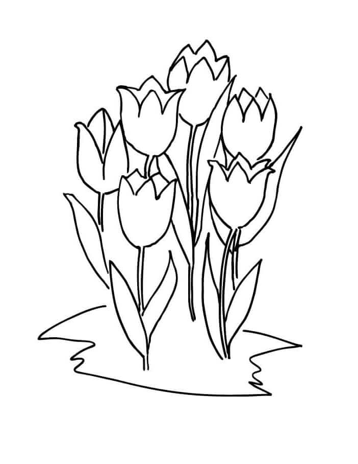 Desenho de Tulipa para Colorir Imprimivel e Pintar