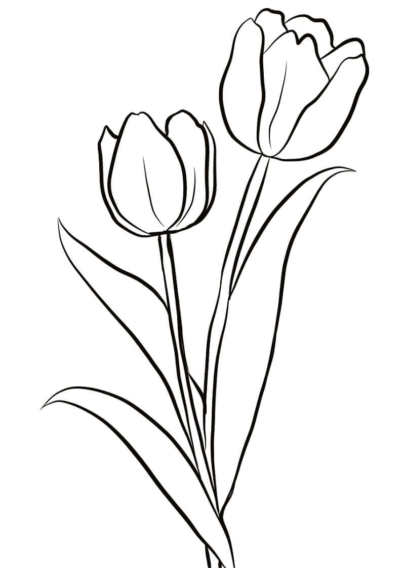 Desenho de Tulipa para Colorir Pdf Grátis e Pintar