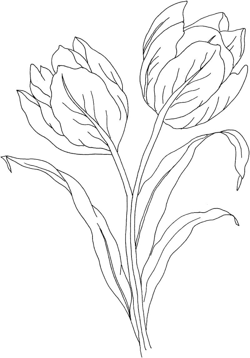 Desenho de Tulipa para Imprimir Download e Pintar