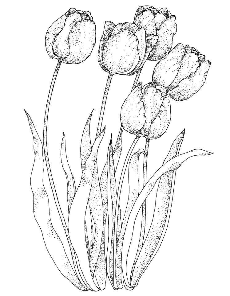 Desenho de Tulipa para Pintar Download