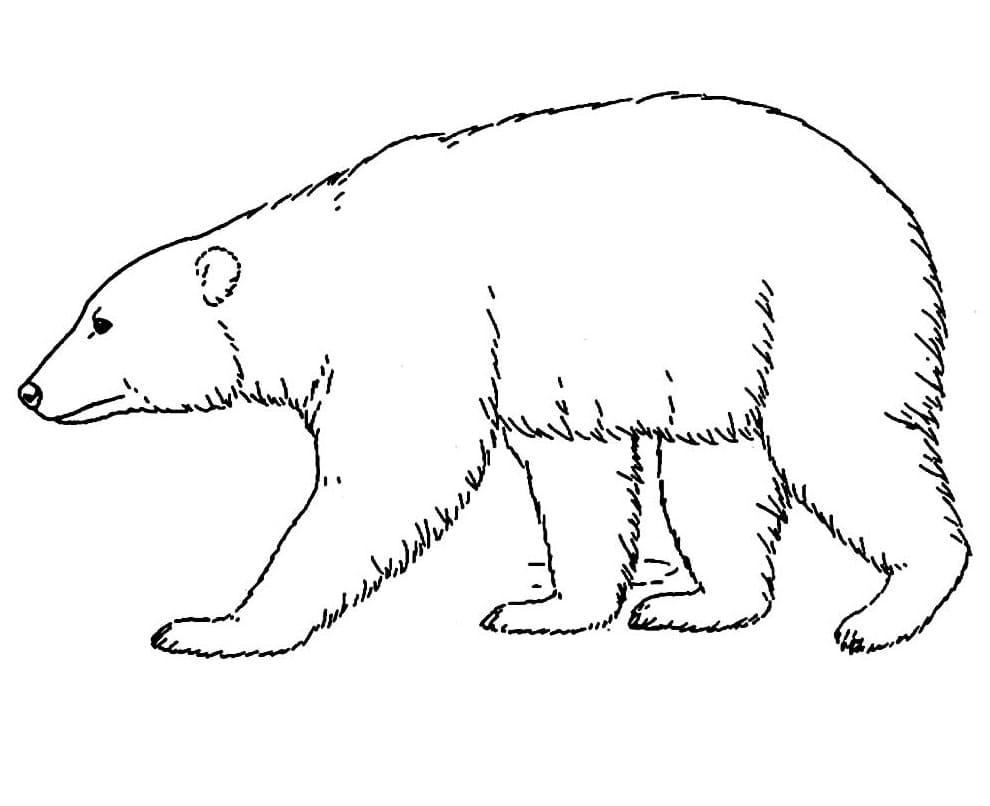 Desenho de um Urso Normal para Colorir e Pintar