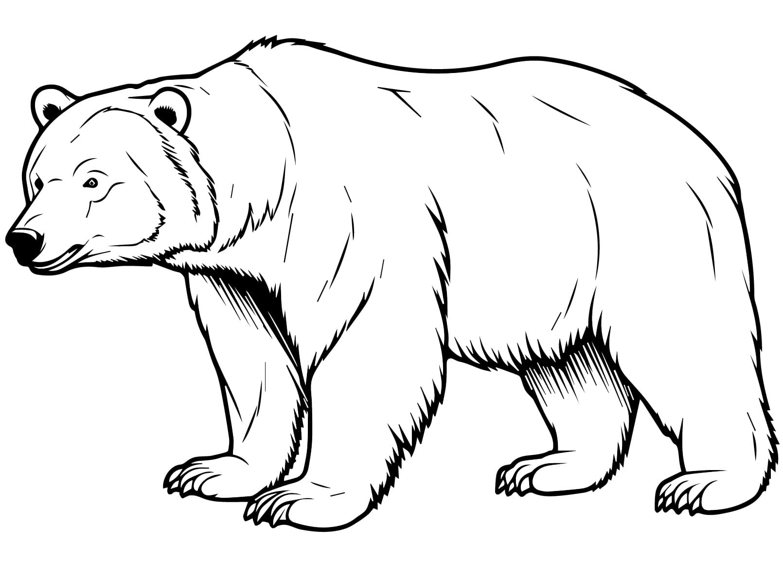 Desenho de um Urso Realista para Colorir e Pintar