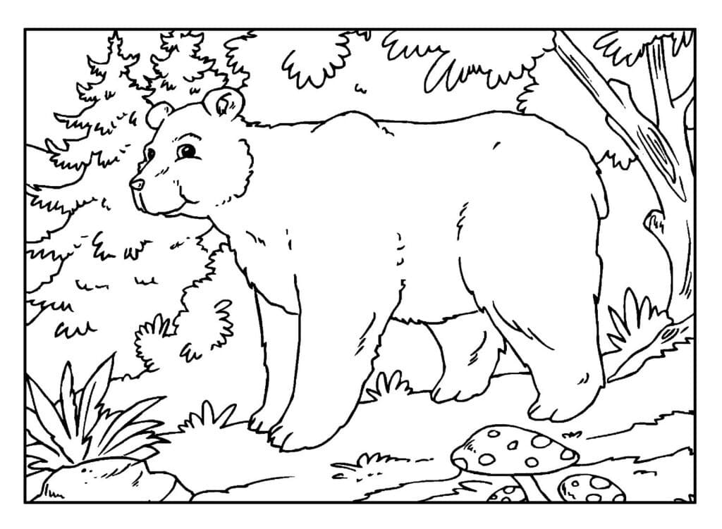 Desenho de um Urso Selvagem para Colorir e Pintar