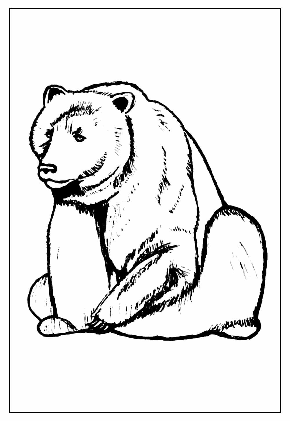 Desenho de Urso Básico para Colorir e Pintar
