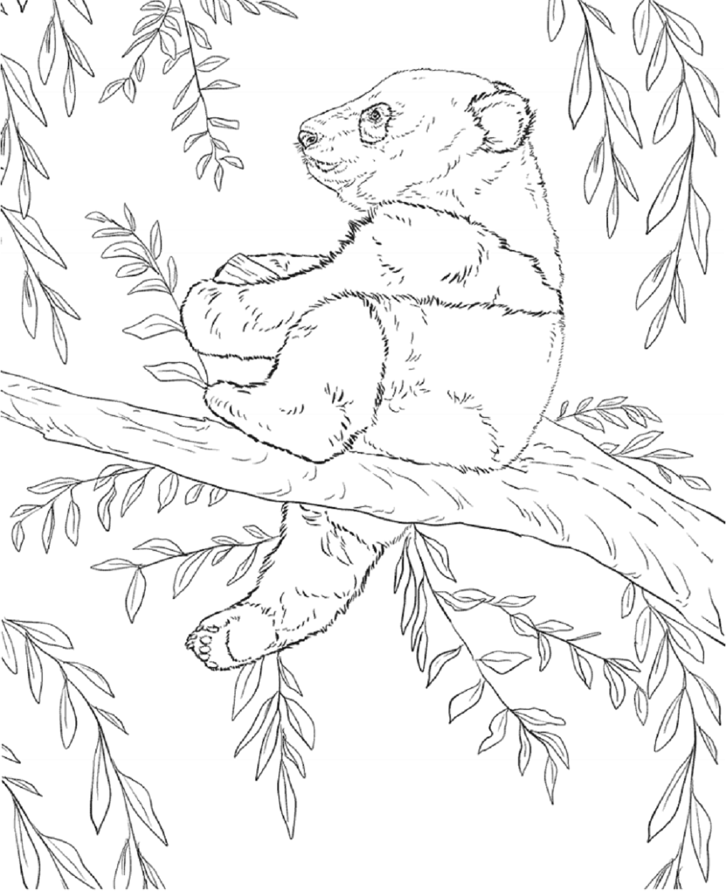 Desenho de Urso para Colorir com Giz de Cera e Pintar